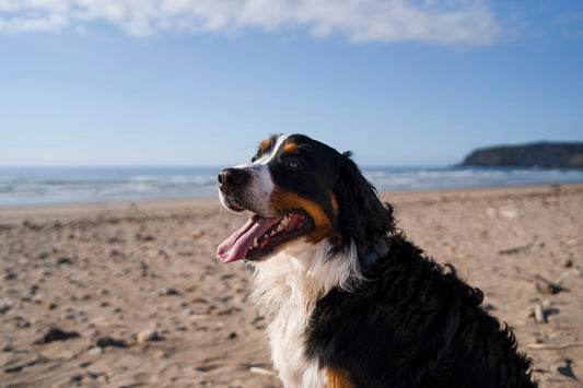 5 Ways to keep dogs safe during a heatwave