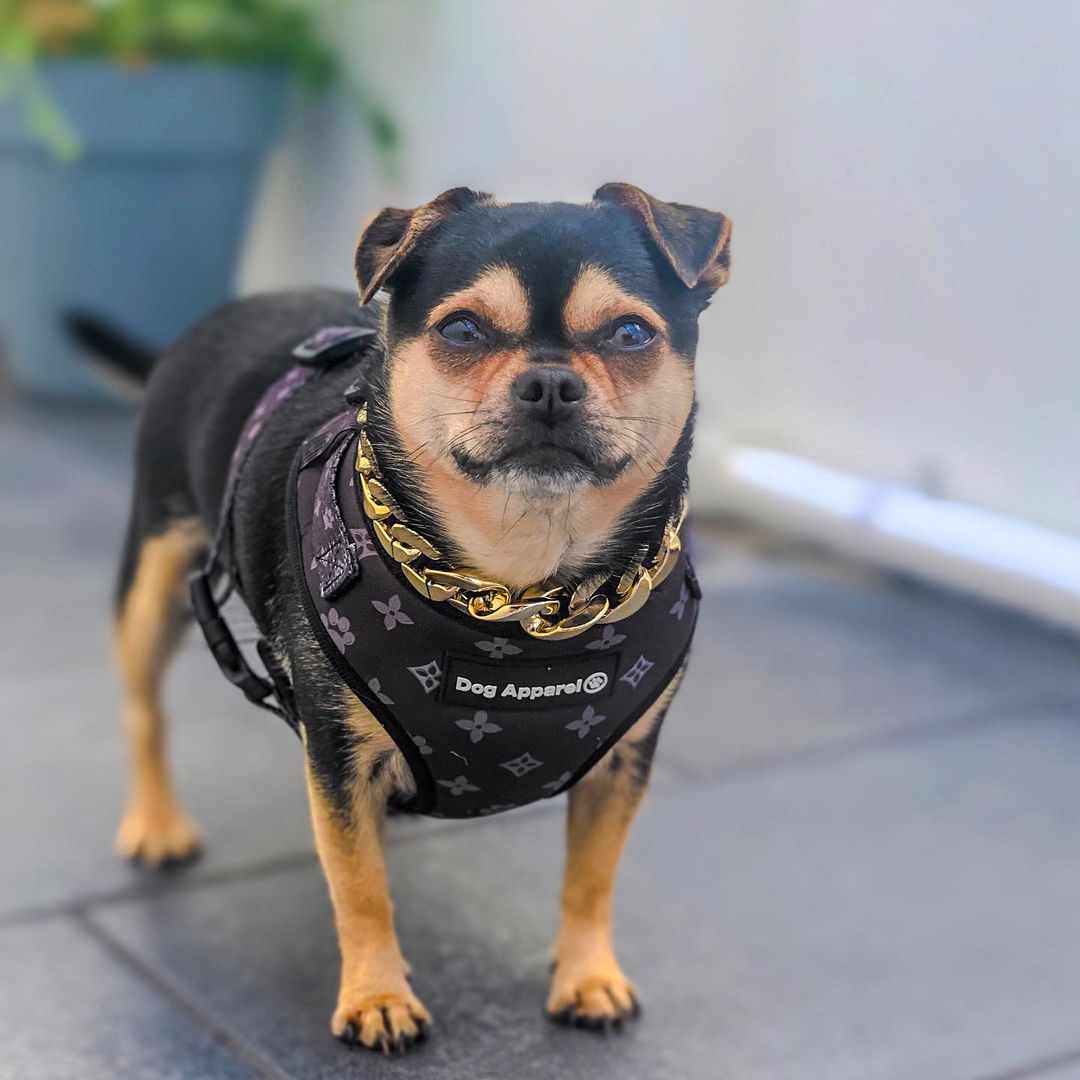 Chewy 2024 dog harness