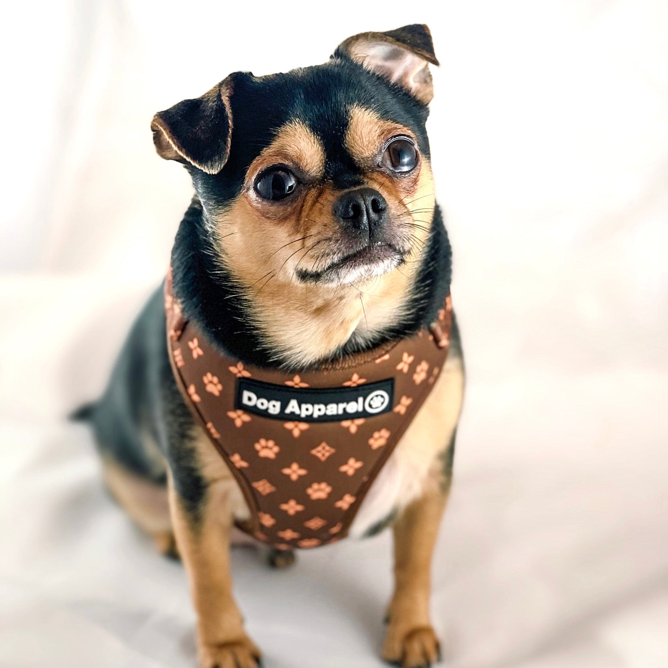 Chewy dog car outlet harness