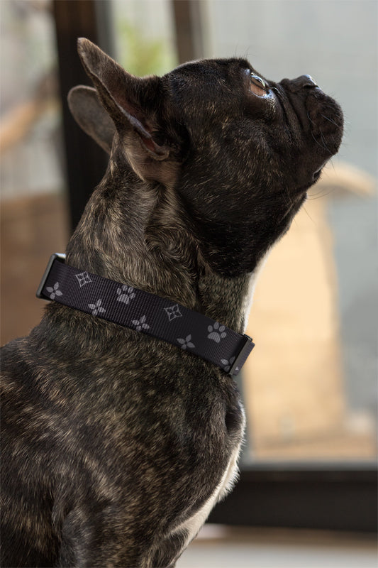 Chewy Vuitton Collar & Leash - Black – Dog Apparel